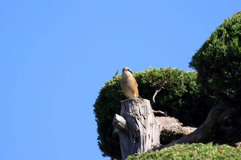 Bull-headed Shrike 山田池公園 Sun, 11/10/2019