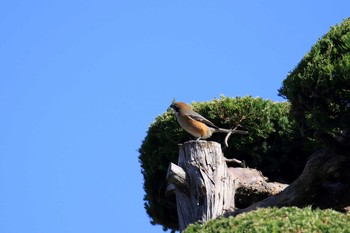 Bull-headed Shrike 山田池公園 Sun, 11/10/2019