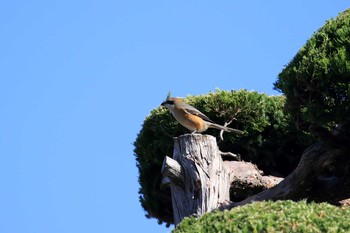 Bull-headed Shrike 山田池公園 Sun, 11/10/2019