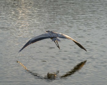 Grey Heron 日下川調整池 Tue, 10/22/2019