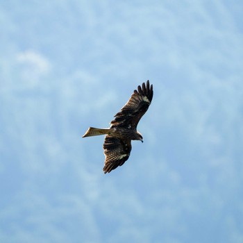 Black Kite 早明浦ダム Mon, 10/14/2019