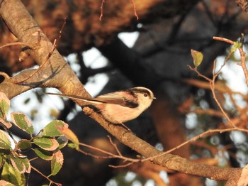 Long-tailed Tit 引地川親水公園 Sun, 11/10/2019