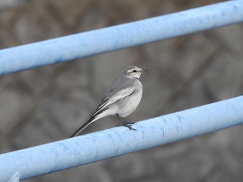 White Wagtail 引地川親水公園 Sun, 11/10/2019