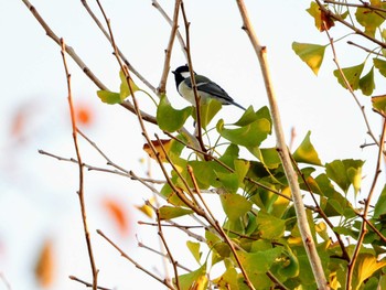 シジュウカラ 行徳野鳥保護区 2019年11月10日(日)