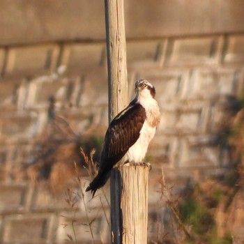 ミサゴ 行徳野鳥保護区 2019年11月10日(日)