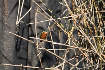 Sun, 11/10/2019 Birding report at 行徳鳥獣保護区