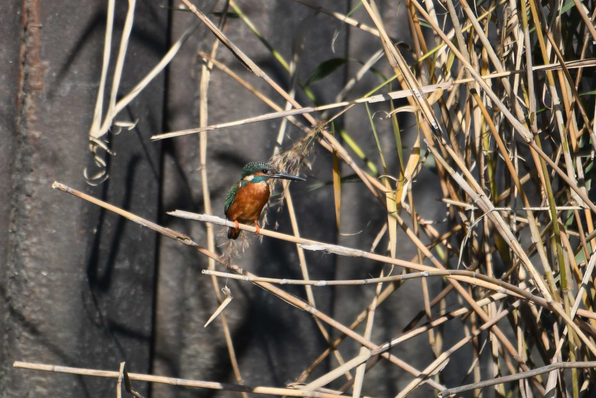 Photo of Common Kingfisher at 行徳鳥獣保護区 by あひる