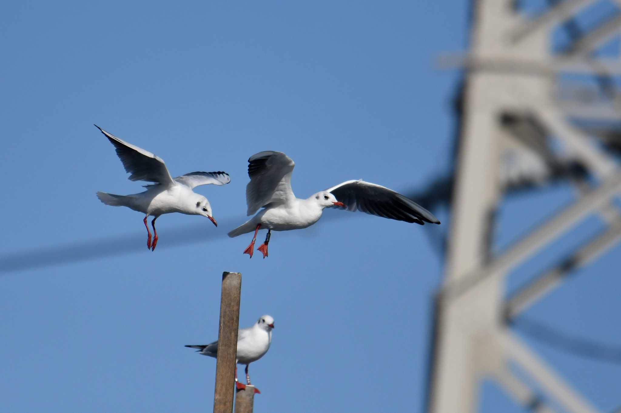 Photo of Black-headed Gull at 行徳鳥獣保護区 by あひる