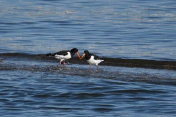 2019年11月10日(日) 江戸川放水路の野鳥観察記録