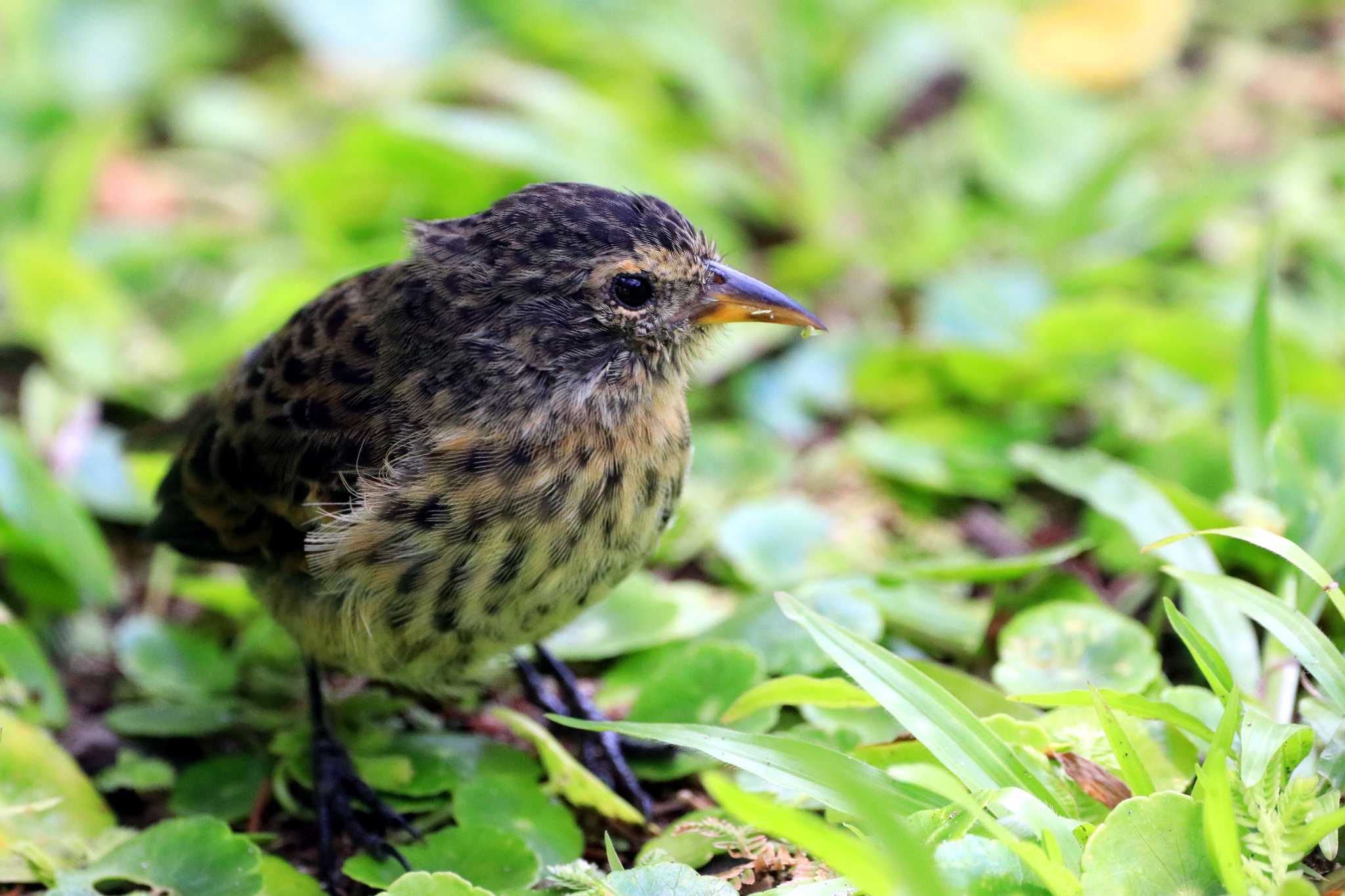 19年9月15日 日 ココ島の野鳥観察記録 By とみやん Zoopicker