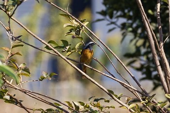 2019年11月10日(日) 相模川の野鳥観察記録