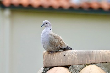 Eurasian Collared Dove Baou de Saint-Jeannet Fri, 10/18/2019