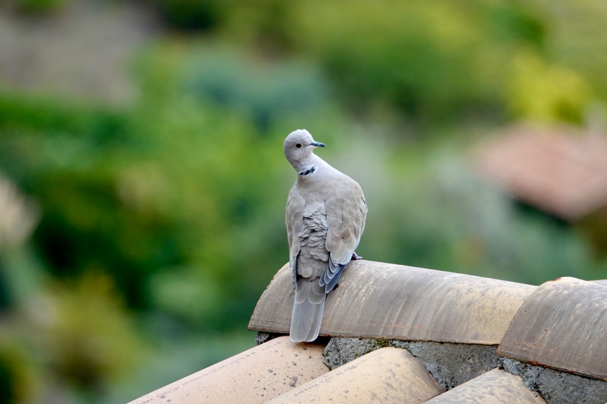 Photo of Eurasian Collared Dove at Baou de Saint-Jeannet by のどか