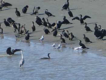 2019年11月10日(日) 多摩川河口の野鳥観察記録