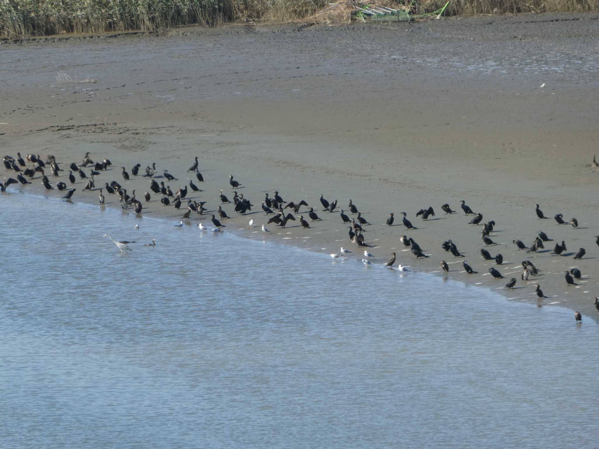 多摩川河口 カワウの写真 by Kozakuraband