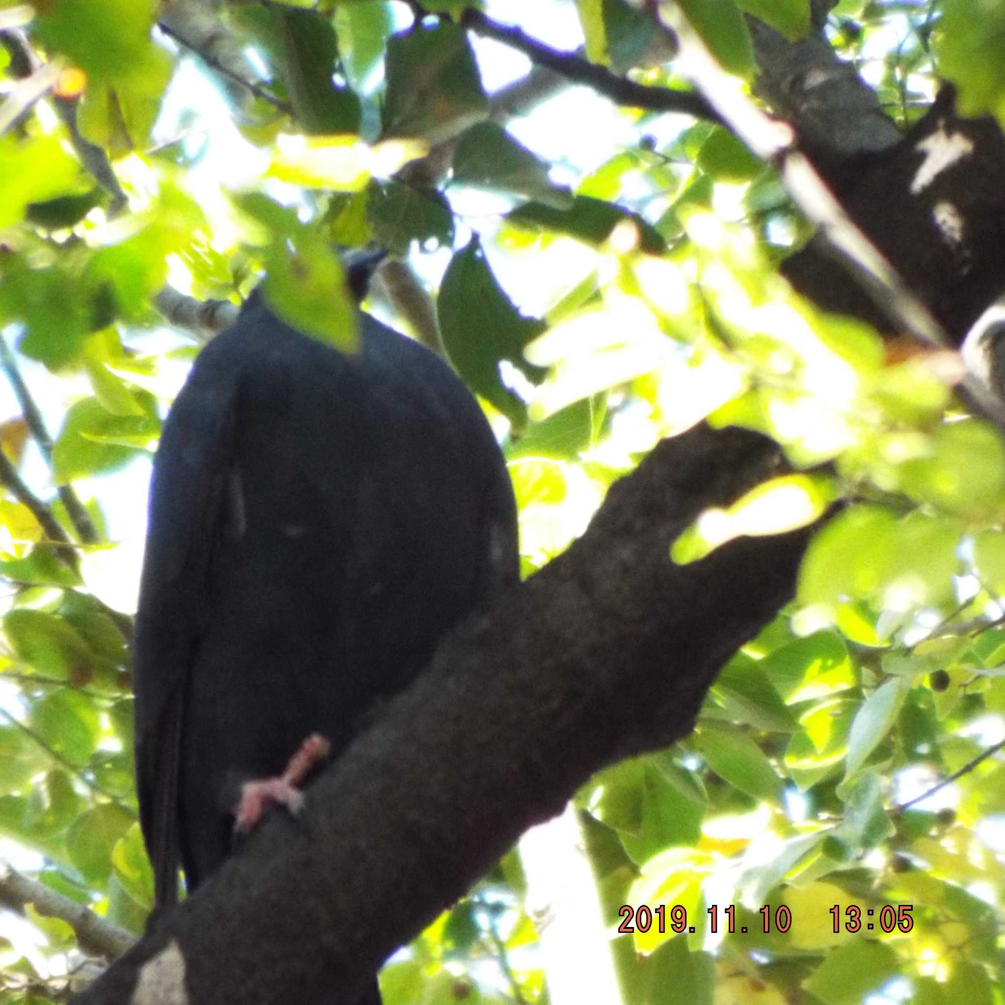 Black Wood Pigeon