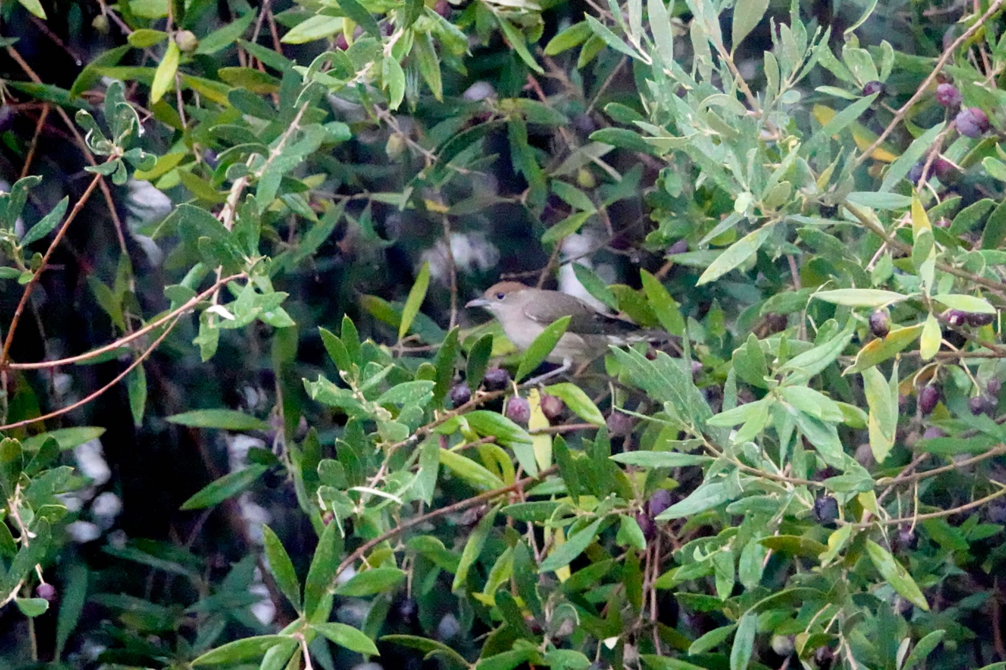 Photo of Eurasian Blackcap at  by のどか