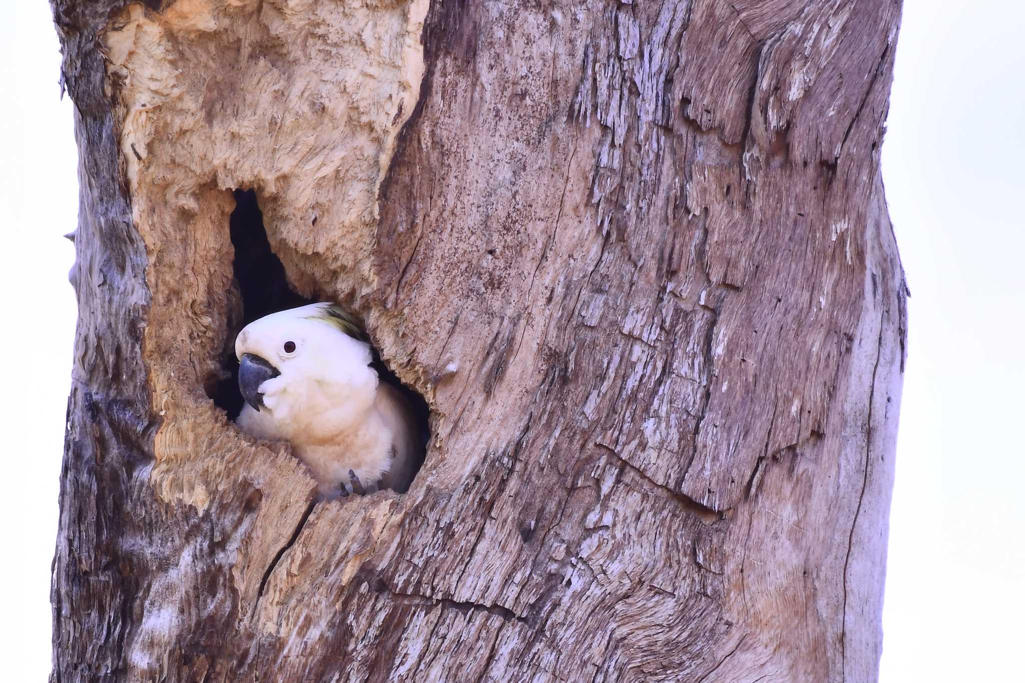 Photo of Sulphur-crested Cockatoo at オーストラリア,ケアンズ～アイアインレンジ by でみこ