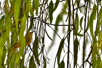 Yellow-tinted Honeyeater