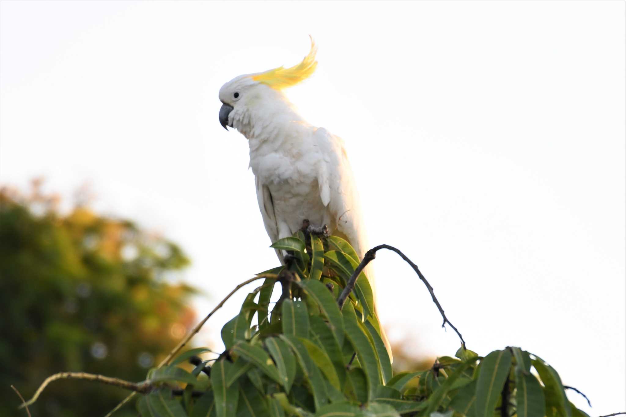 Photo of Sulphur-crested Cockatoo at オーストラリア,ケアンズ～アイアインレンジ by でみこ