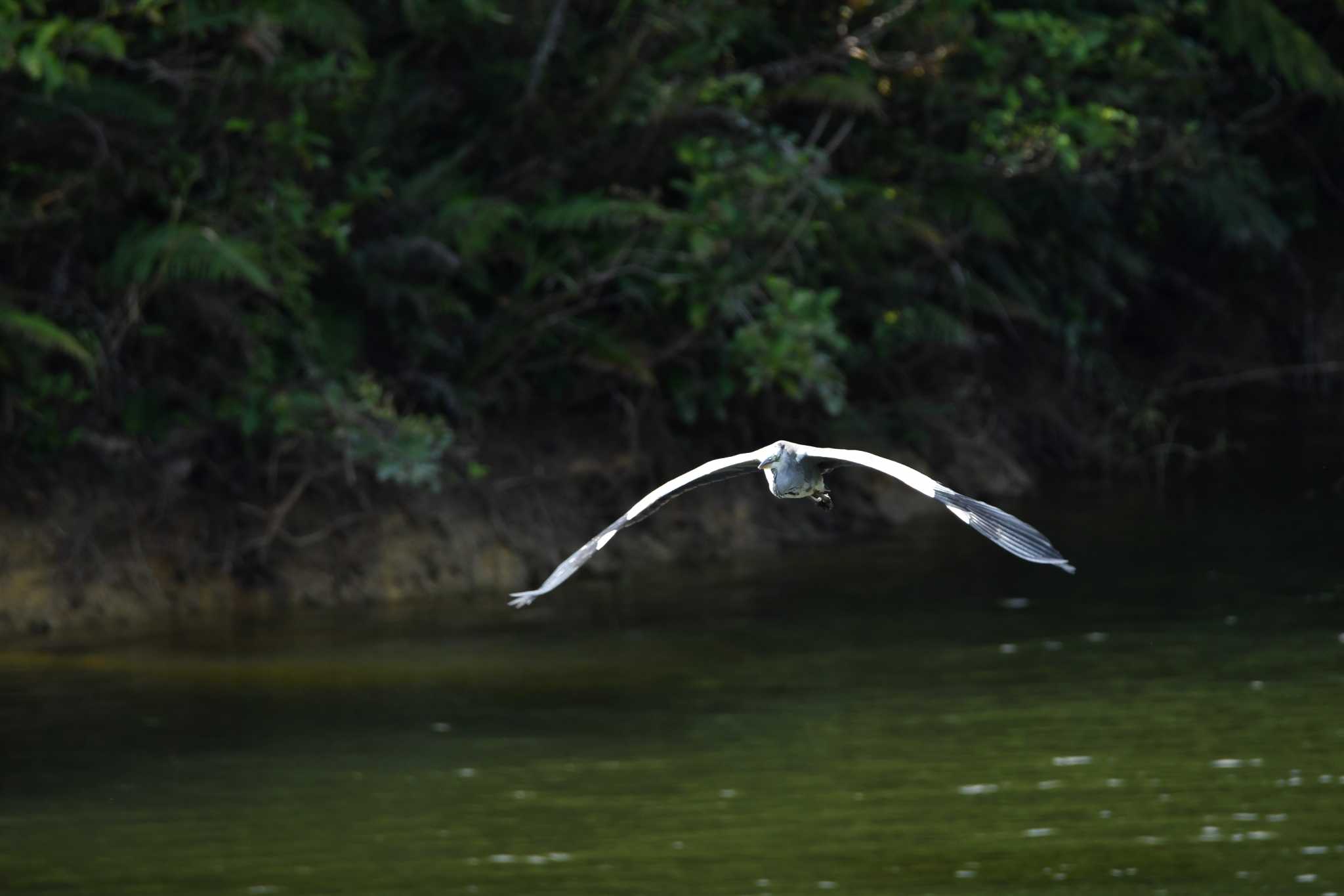 沖縄県金武ダム アオサギの写真 by ashiro0817