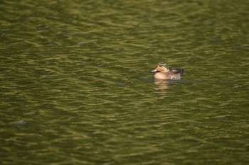 Baikal Teal 千葉県 Mon, 11/11/2019