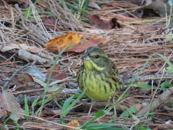 アオジ 千葉県 2019年11月11日(月)