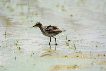 ウズラシギ 金武町田いも畑(沖縄県) 2017年8月18日(金)