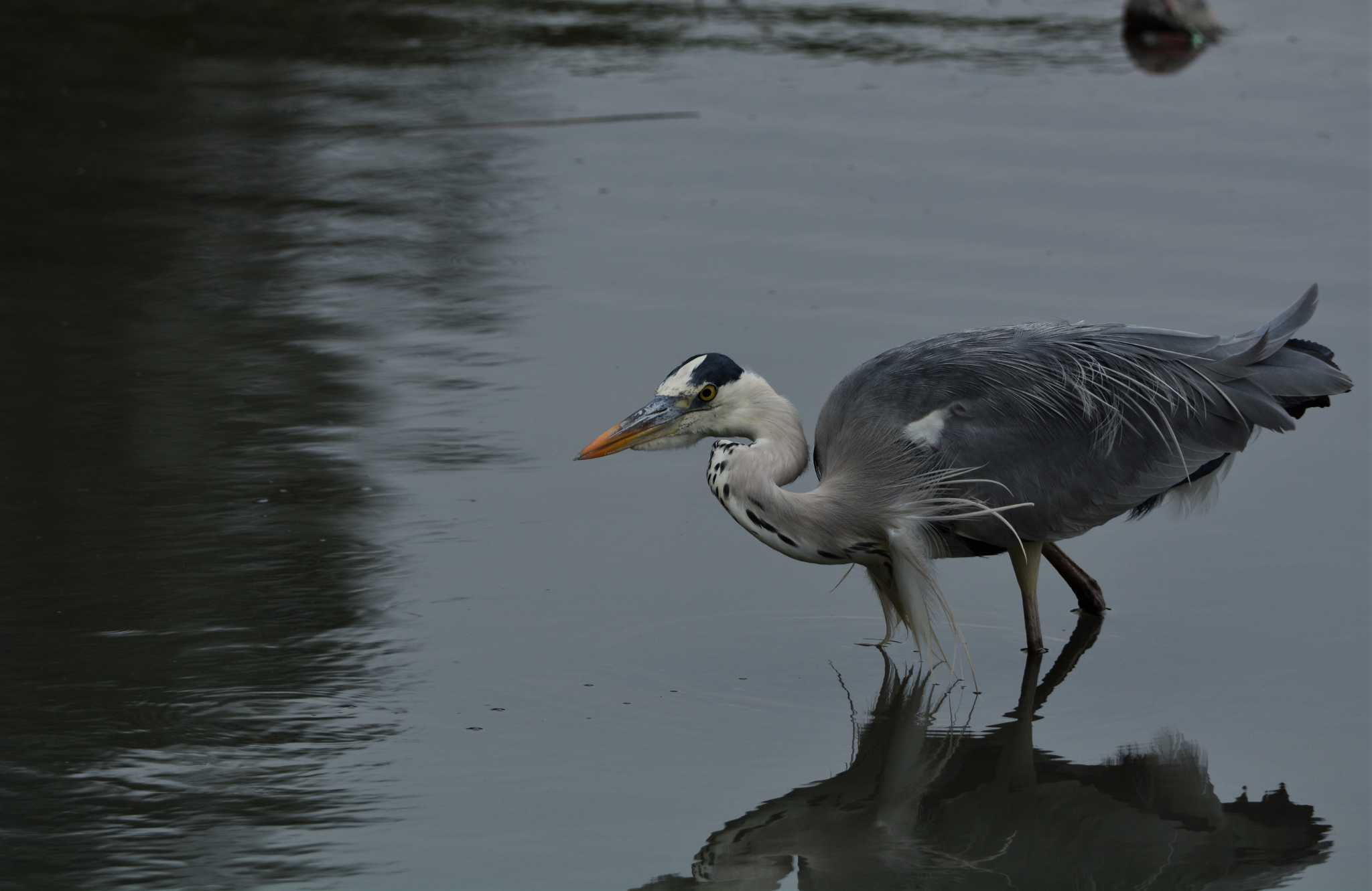 Photo of Grey Heron at 与根の三角池 by ashiro0817