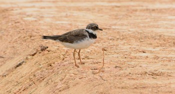 Little Ringed Plover 金武町田いも畑(沖縄県) Sun, 8/6/2017