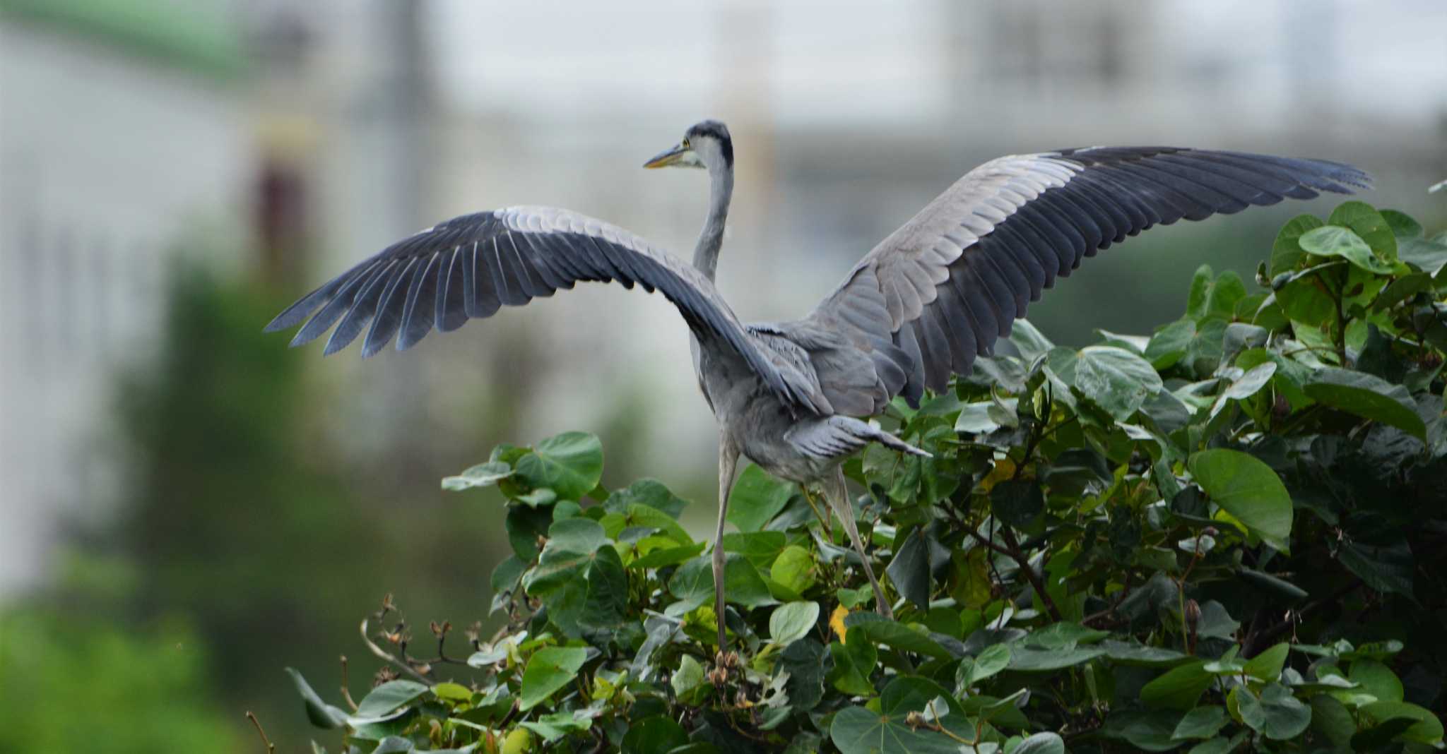 Photo of Grey Heron at 与根の三角池 by ashiro0817