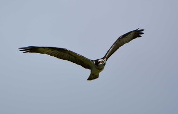 Osprey 金武町億首川 Sun, 11/19/2017