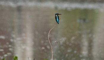 Common Kingfisher 豊崎干潟 Sun, 11/26/2017