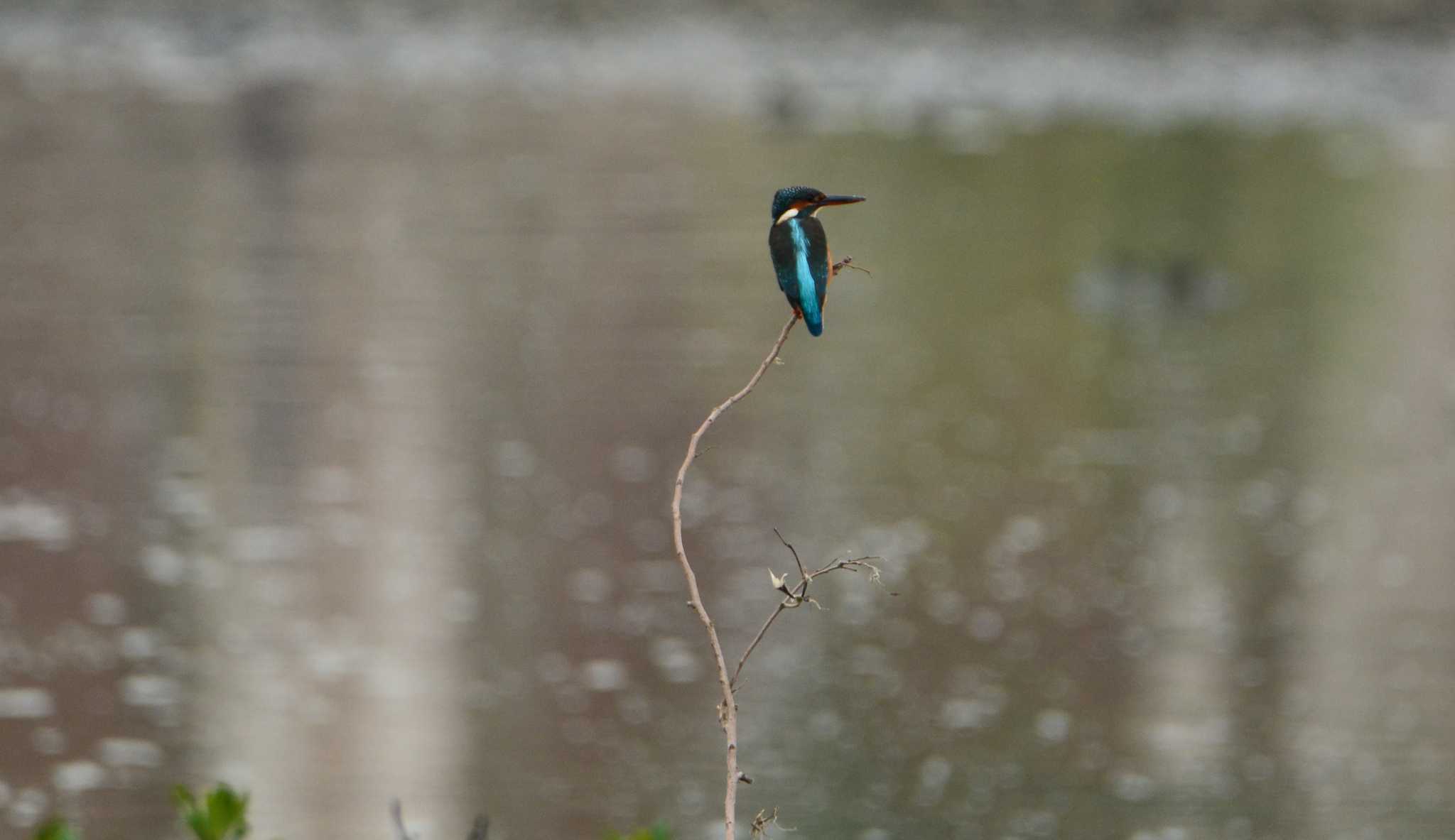 Photo of Common Kingfisher at 豊崎干潟 by ashiro0817