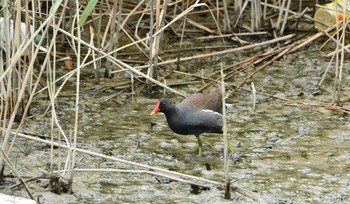 Common Moorhen 与根の三角池 Sun, 11/26/2017