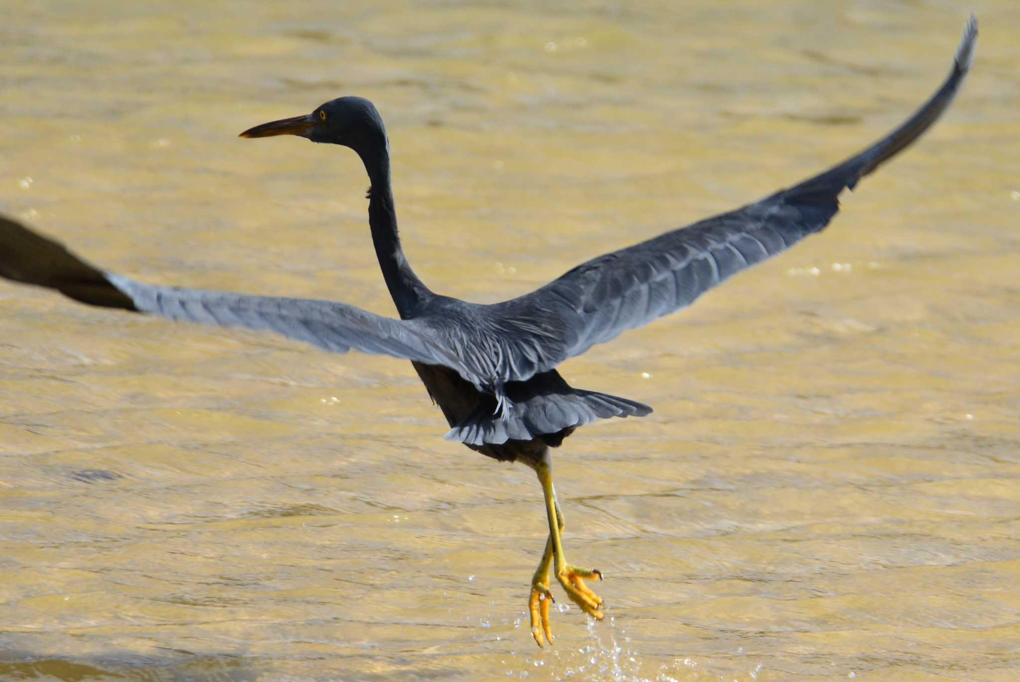 Photo of Pacific Reef Heron at 名護市汀間川河口 by ashiro0817