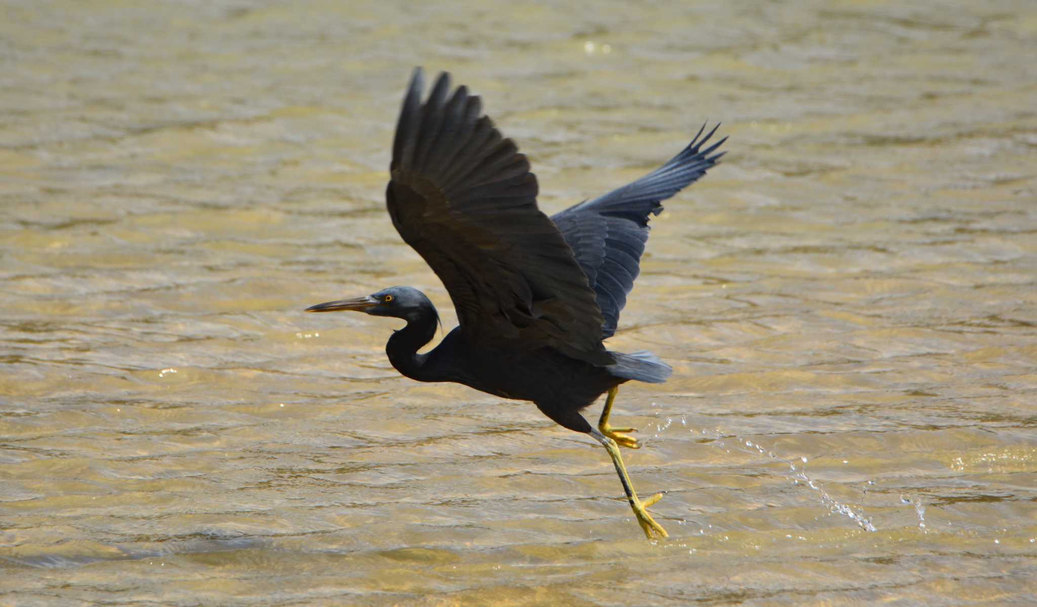 Photo of Pacific Reef Heron at 名護市汀間川河口 by ashiro0817