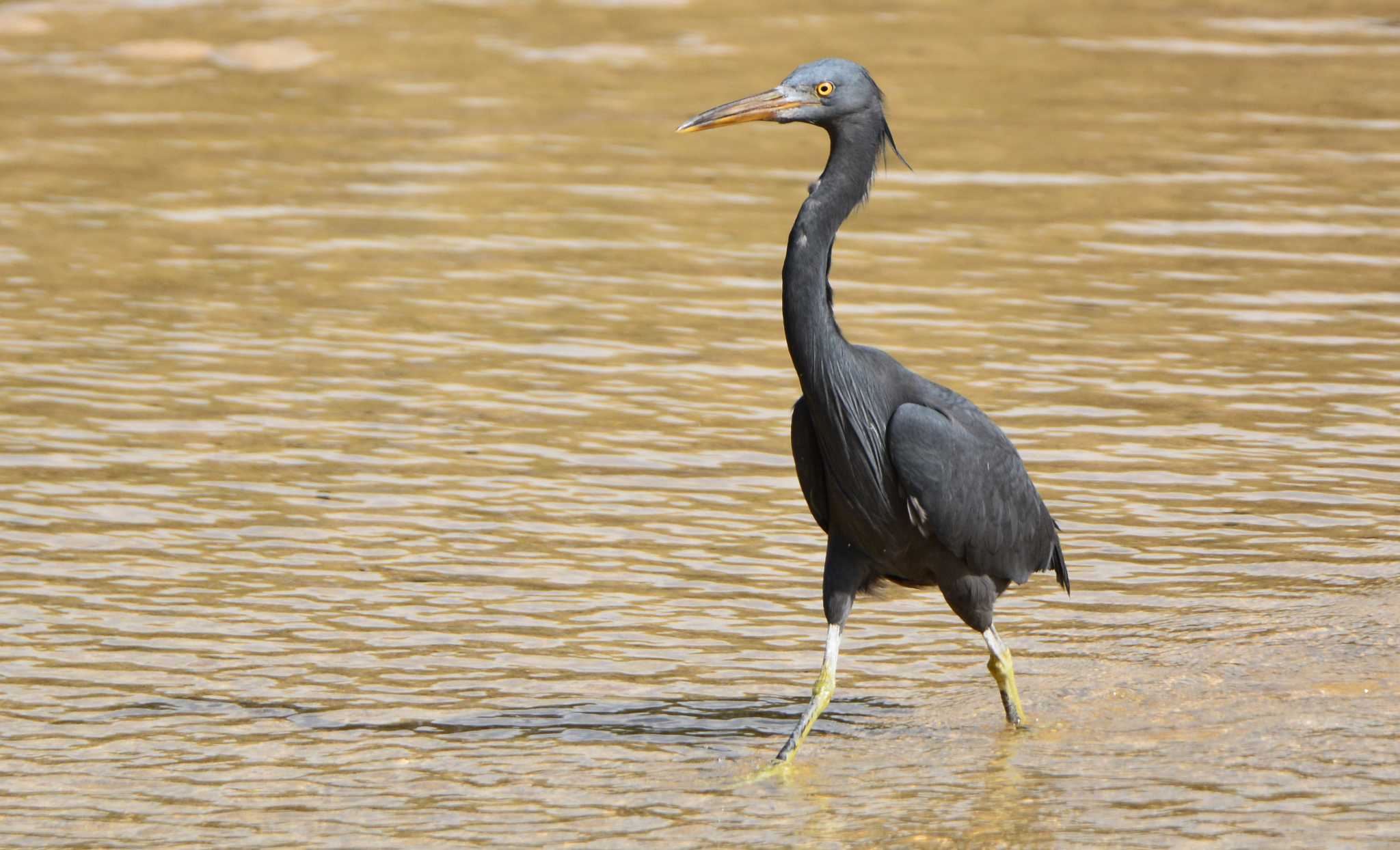 Photo of Pacific Reef Heron at 名護市汀間川河口 by ashiro0817