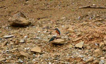 Common Kingfisher 名護市真喜屋ダム Sun, 11/19/2017