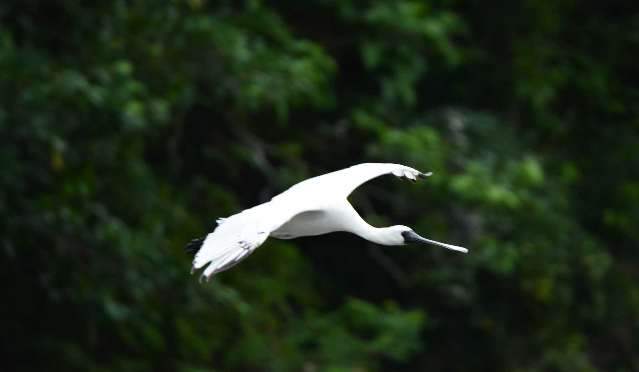 Photo of Black-faced Spoonbill at 与根の三角池 by ashiro0817