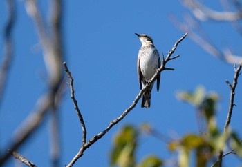 Dusky Thrush 庚申山総合公園 Sun, 11/10/2019