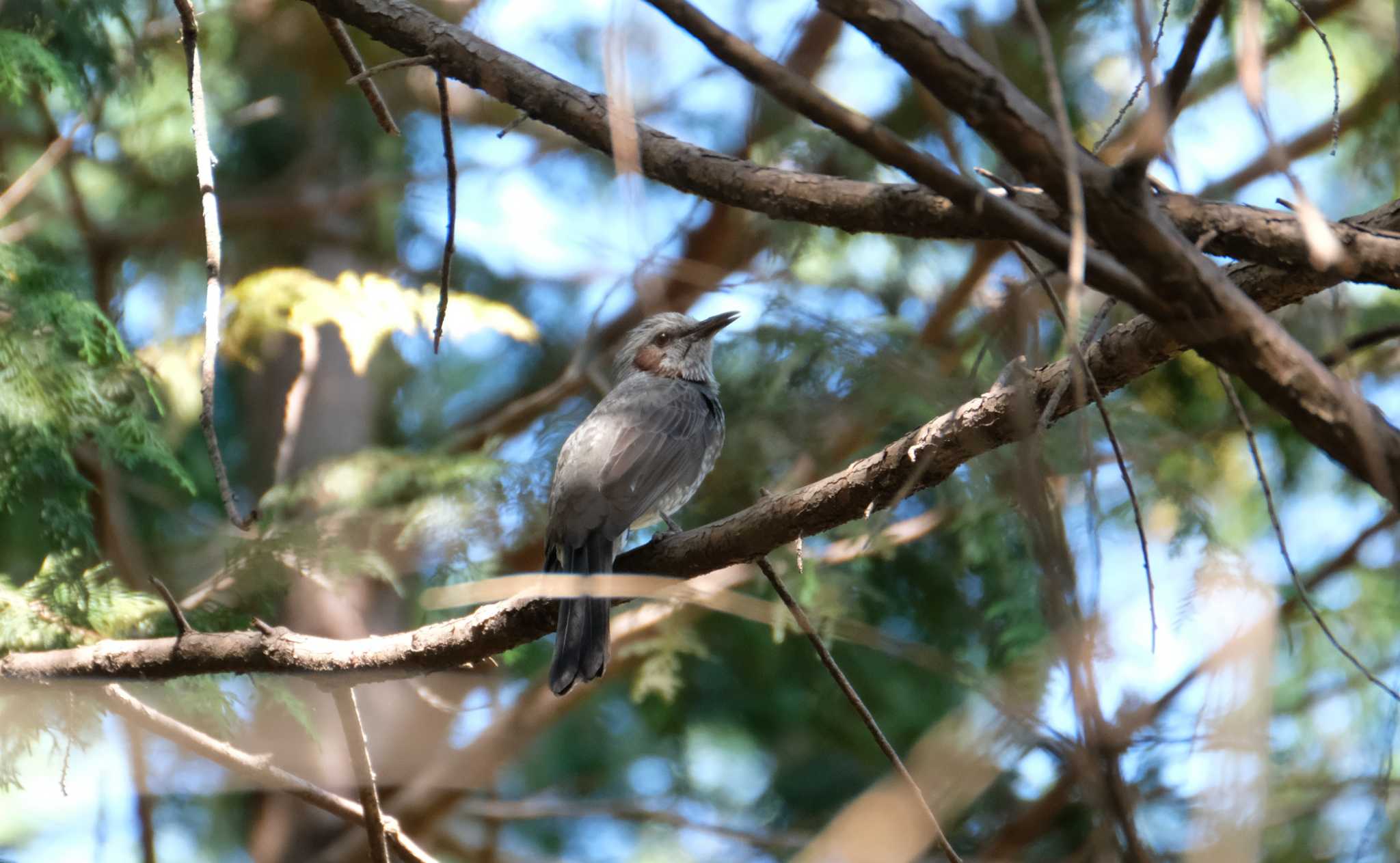 Brown-eared Bulbul