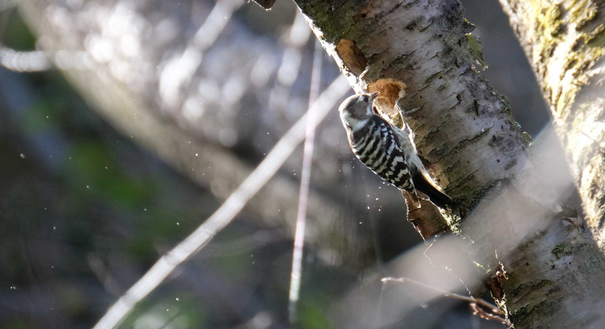 Japanese Pygmy Woodpecker