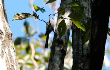 Long-tailed Tit 庚申山総合公園 Sun, 11/10/2019