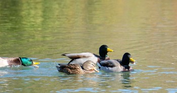 Mallard 庚申山総合公園 Sun, 11/10/2019