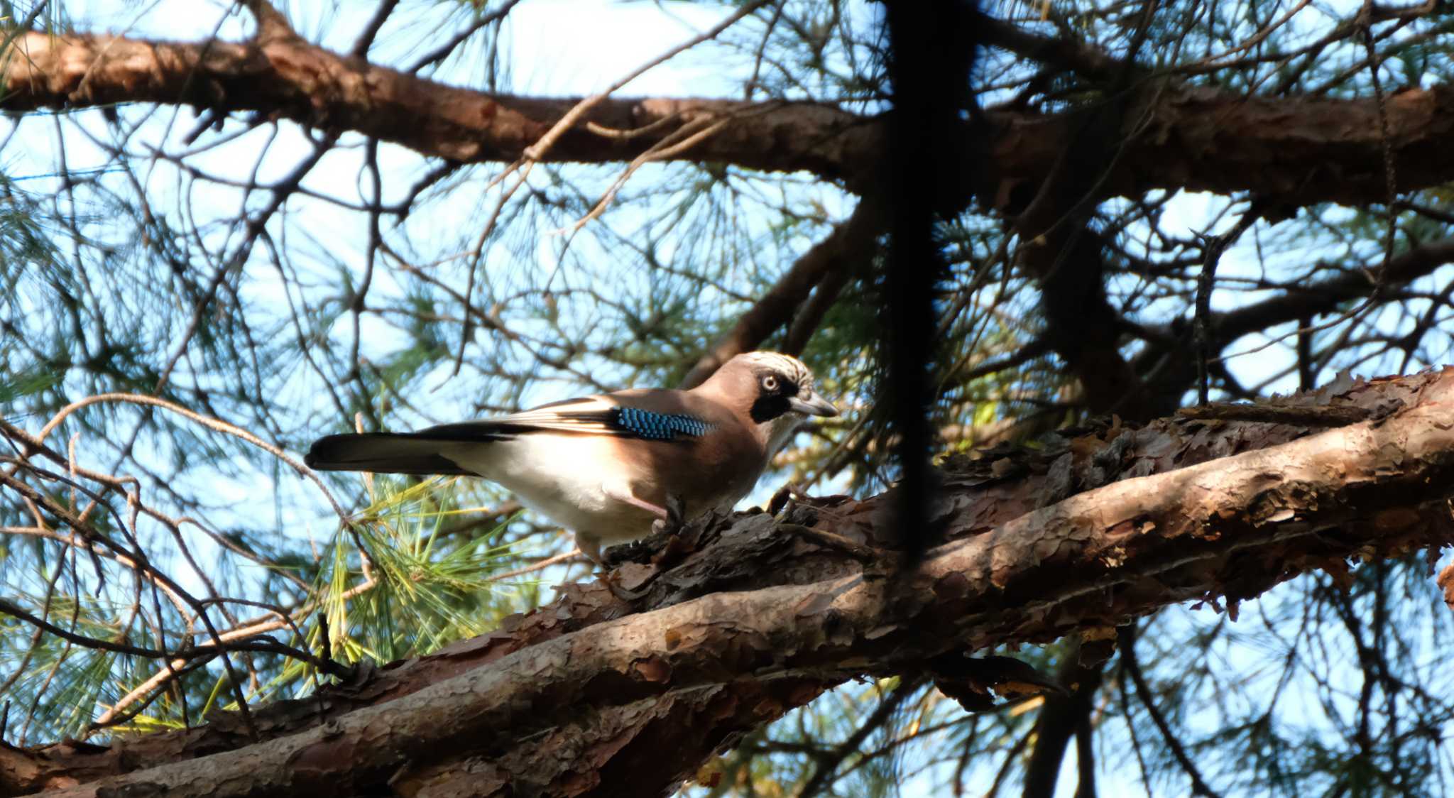 Eurasian Jay