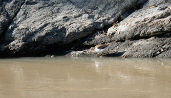 Common Sandpiper 庚申山総合公園 Sun, 11/10/2019