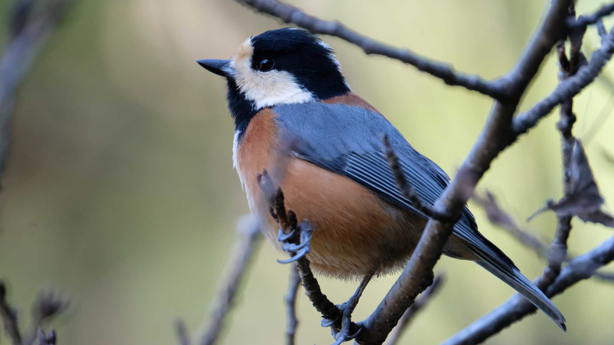 Varied Tit