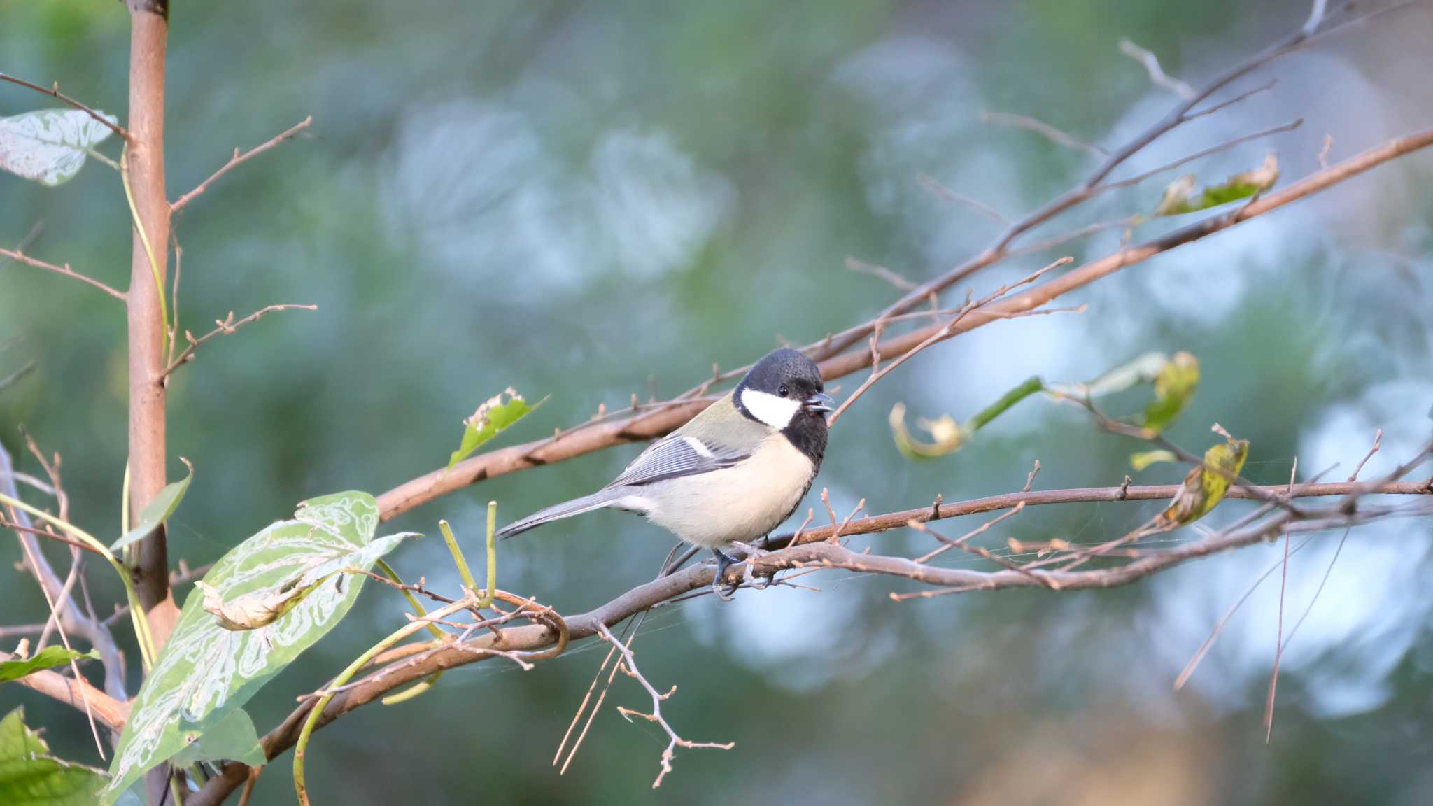 Photo of Japanese Tit at 庚申山総合公園 by ko1smr