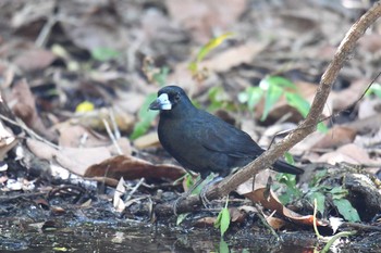 Black Butcherbird